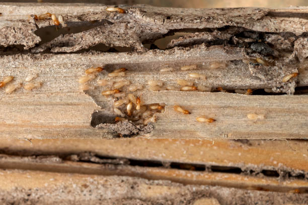 Best Emergency Pest Control  in Oakland, IA