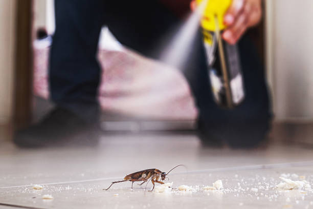 Best Spider Control Near Me  in Oakland, IA